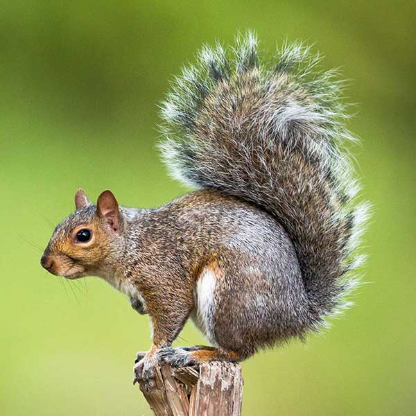 Gray squirrel standing on a tree stump with a green blurred background