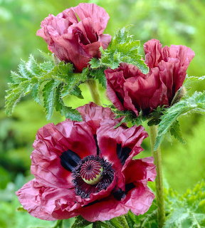 Deep red oriental poppy flowers with ruffled petals and dark centers against green foliage