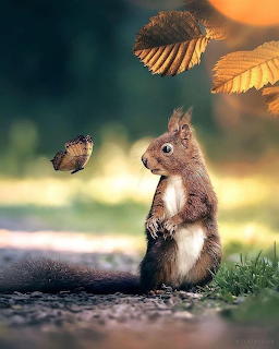Red squirrel standing on hind legs looking at a butterfly with autumn leaves and golden bokeh background