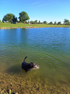 Dog Swimming in Lake