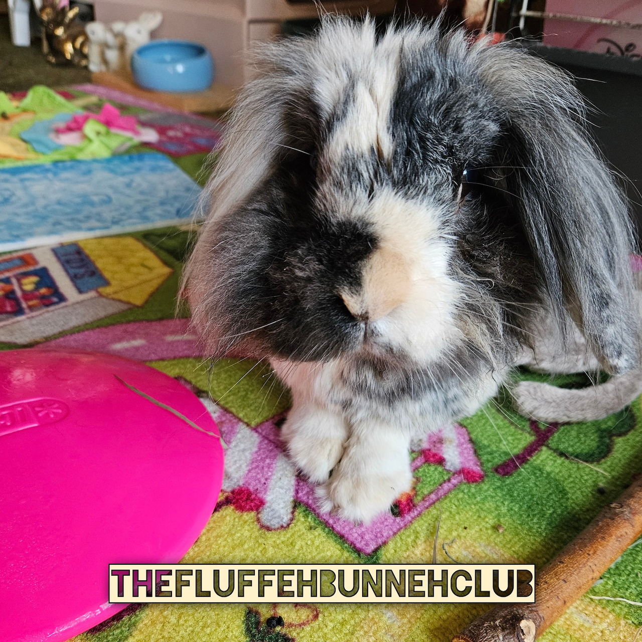 Fluffy black and white lop-eared bunny sitting on a colorful towel