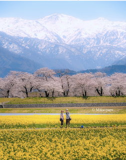 Two people walking near yellow flower fields with cherry blossom trees and snowy mountains behind