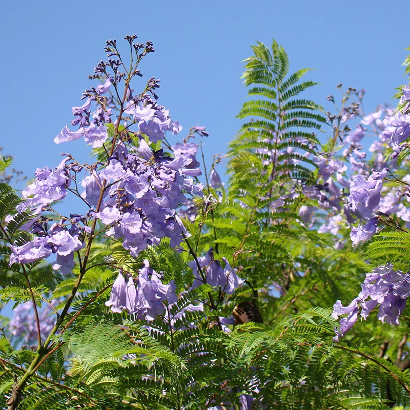 Jacaranda mimosa