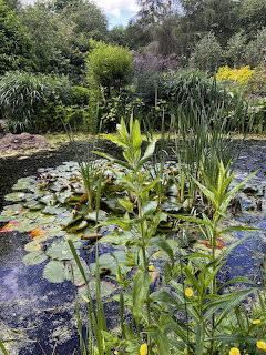 Garden pond with lily pads, reeds, and surrounding green plants