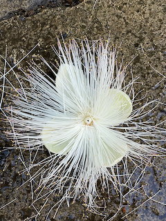 White fish poison tree blossom with long radiating stamens on dark rocky surface