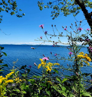 Lake Champlain Wildflowers