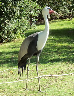 Wattled crane standing on green grass in a park with trees in the background