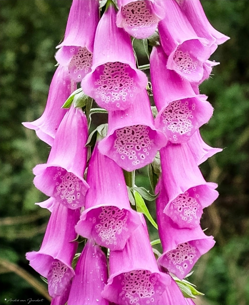 Pink Foxglove Flowers