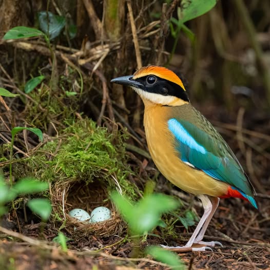 Colorful Malayan banded pitta beside a mossy nest with eggs on the forest floor