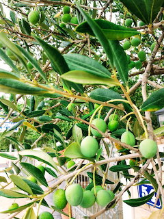 Green olives ripening on an olive tree branch with narrow leaves