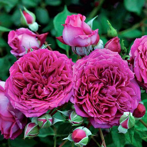 Close-up of bright pink roses and rosebuds with green leaves