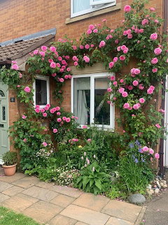 Brick house with pink climbing roses framing windows and doorway, surrounded by garden plants