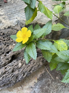Yellow Wildflower on Wood
