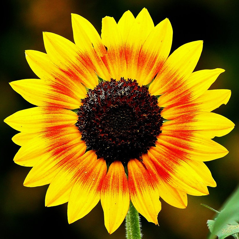 Close-up of yellow and orange Mexican sunflower with dark center