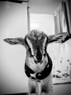Baby Goat Portrait