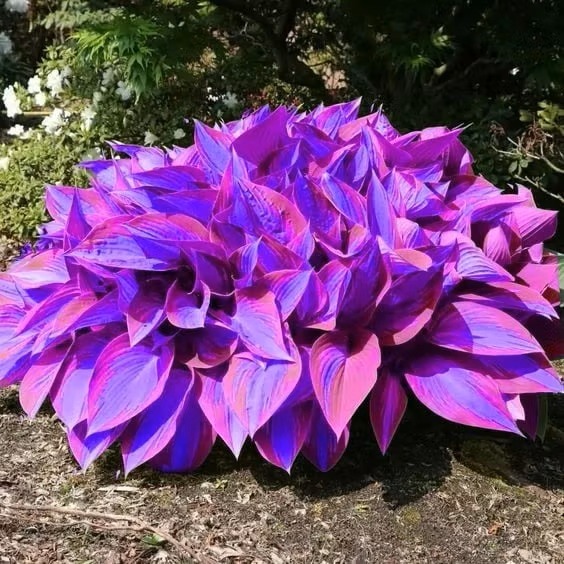 Bright purple and pink hosta plant growing in a garden bed