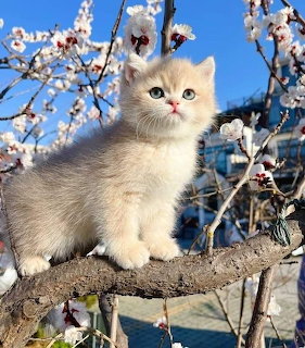 Fluffy cream kitten standing on a branch among white cherry blossoms with blue sky background