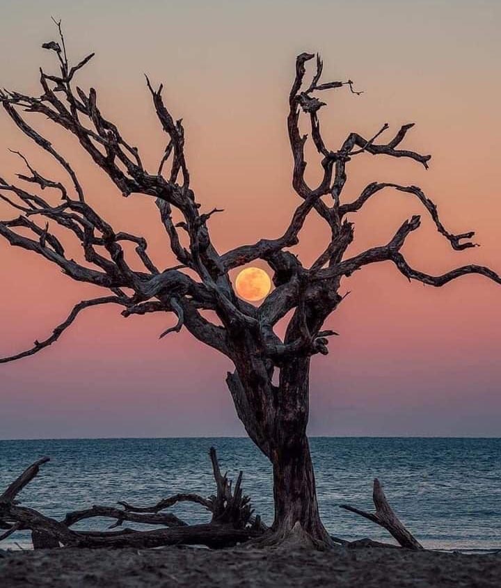 Full moon rising above a quiet landscape with silhouetted trees at night