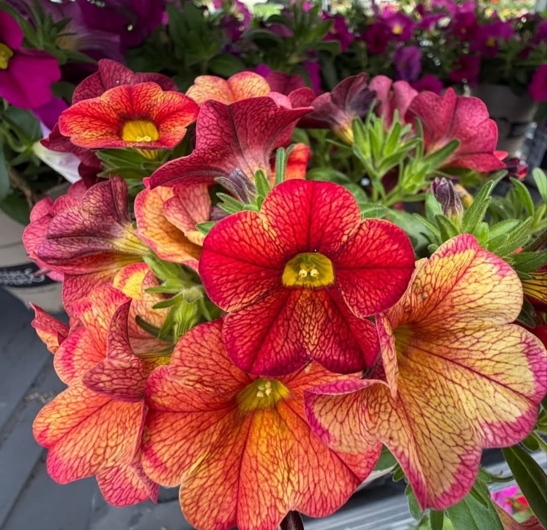 Close-up of red and orange primrose flowers with yellow centers and green leaves