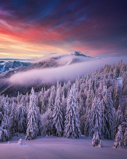 Snow-covered forest with misty mountains under colorful sunset sky in winter