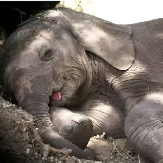 Napping Baby Elephant