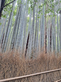 Bamboo Forest