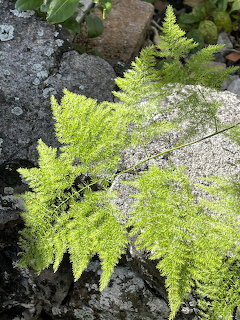 Bright green asparagus fern growing over rough gray rocks outdoors