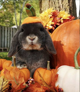 Gray lop-eared buny wearing a pumpkin hat surrounded by pumpkins and autumn decorations
