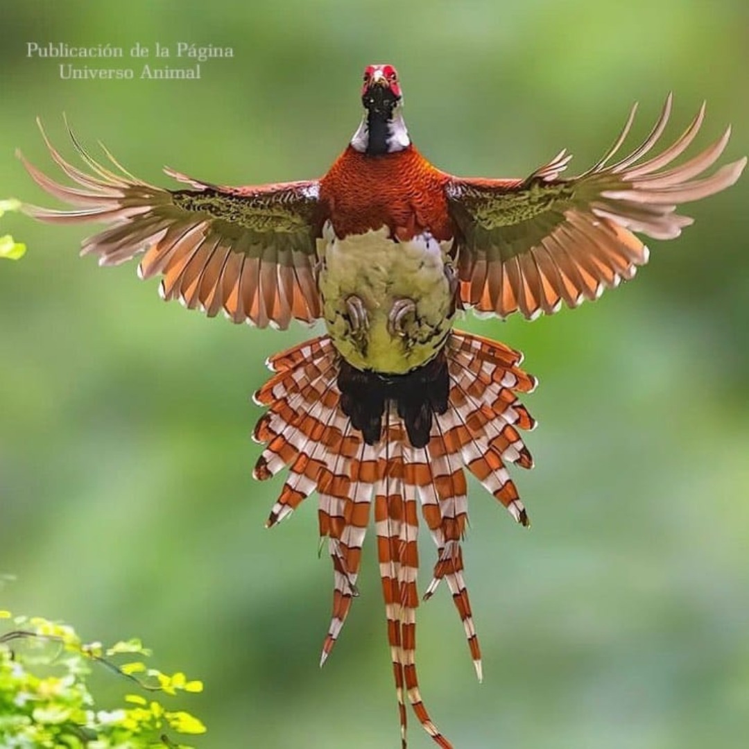 Elliot's pheasant flying with wings spread wide showing colorful feathers and long striped tail