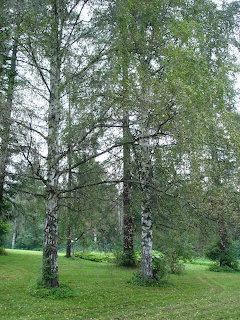 Several silver birch trees with distinctive white bark on a green lawn surrounded by forest