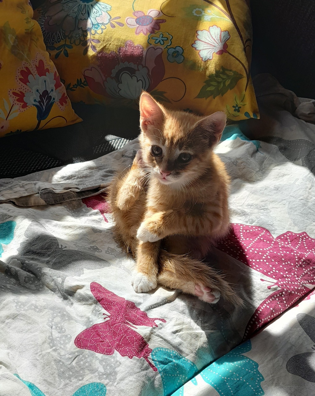 Orange kitten sitting on a bed in sunlight with floral pillows behind it