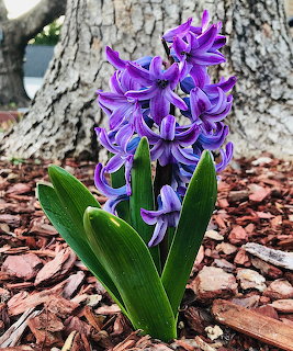 Purple Hyacinth Flowers