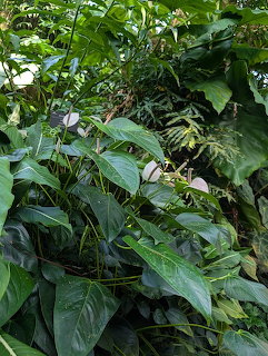 Dense tropical greenery with pink and white anthurium flowers among large green leaves and vines
