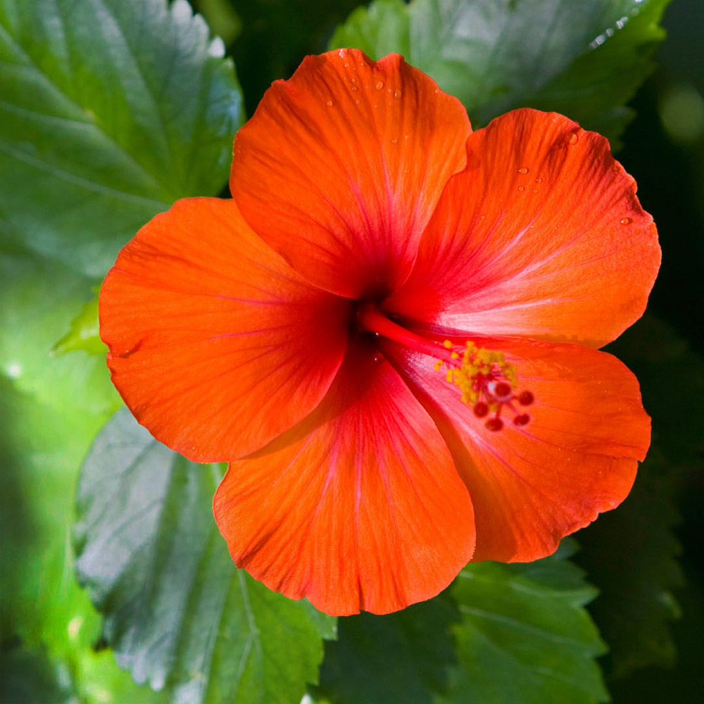 Close-up of bright orange hibiscus flower with red center and prominent stamen surrounded by green leaves
