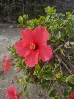 Close-up of a red hibiscus flower bloming on a green leafy bush outdoors
