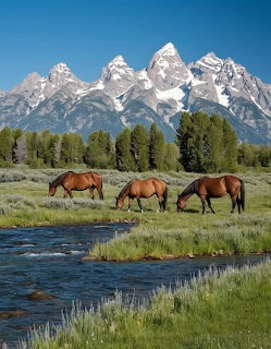 Three horses grazing by a stream with pine trees and snow-capped mountains behind them