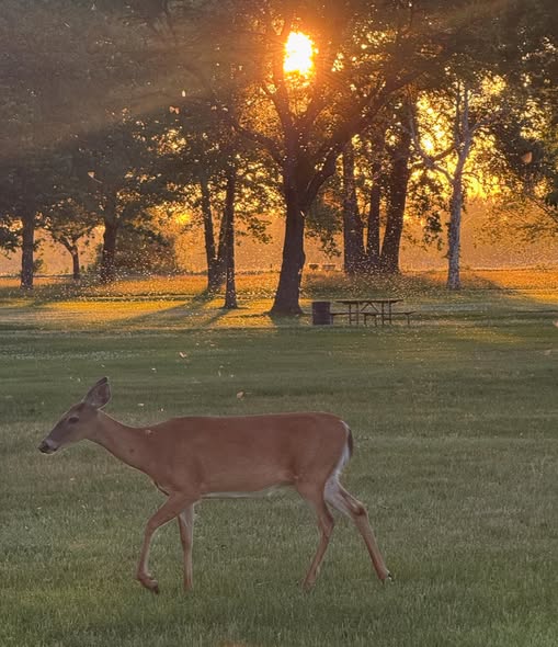 Early Morning Deer