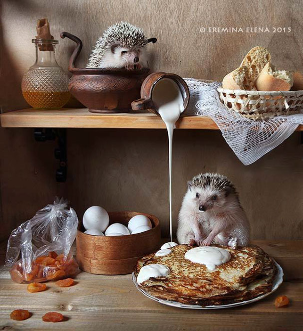 Two hedgehogs surrounded by pancakes, eggs, teapot, and kitchen items on wooden shelves