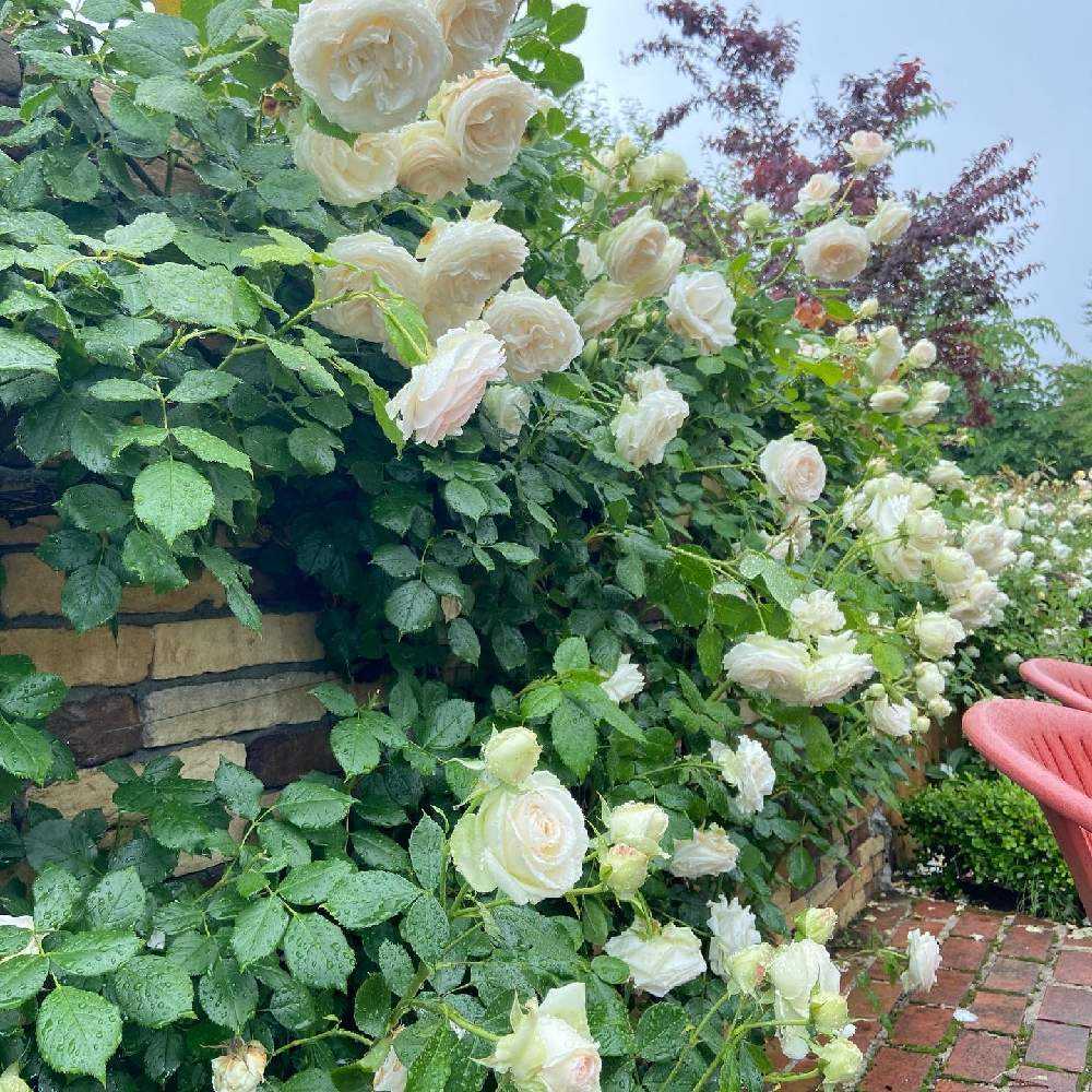 White climbing roses bloming abundantly over a brick garden wall with green foliage