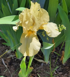Yellow bearded iris flower bloming with ruffled petals in a garden with green leaves