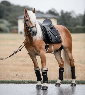 Chestnut horse with blonde mane, black saddle and leg wraps, standing on wet ground in a field