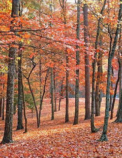 Tall trees with bright orange and red autumn leaves in a forest with leaf-covered ground
