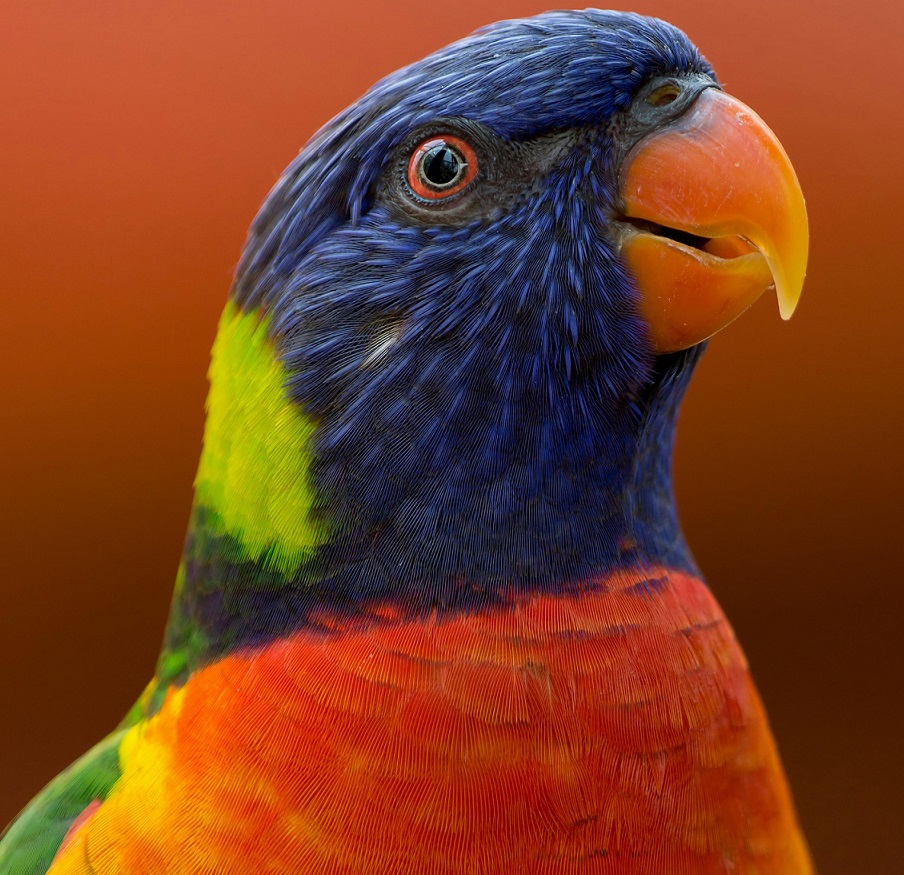 Close-up of a rainbow lorikeet parrot showing colorful blue, green, orange and red plumage