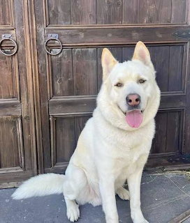 White fluffy dog sitting and panting in front of old wooden door