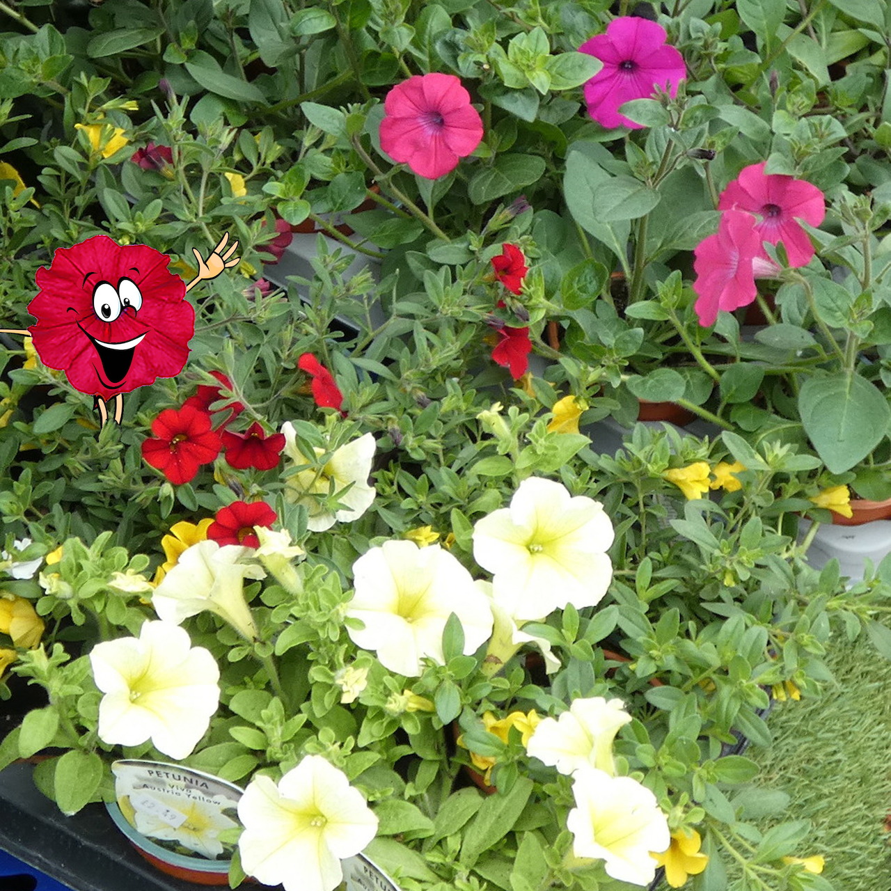 Garden flowers in white, pink, red, and yellow with a red smiling cartoon flower among green foliage