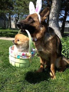 Easter Dogs with Bunny Ears
