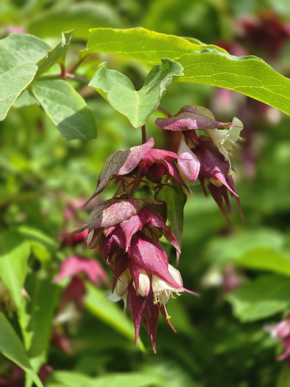 Purple Himalayan honeysuckle flowers hanging from green leaves in sunlight
