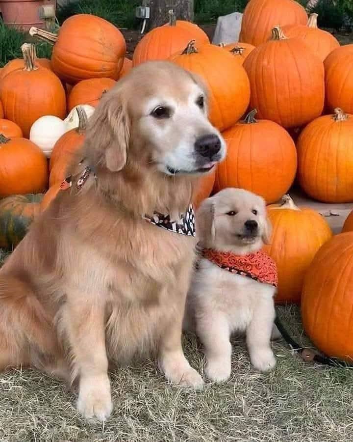 Golden retriever and puppy pose with pumpkins on hay bales