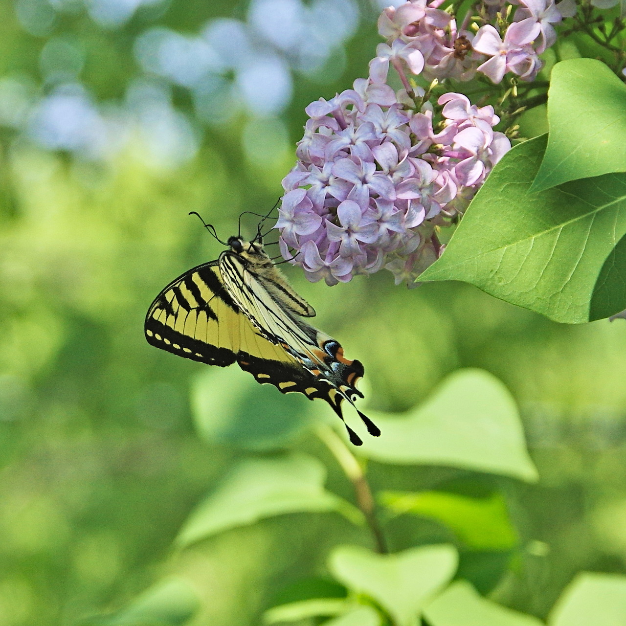 Yellow and black swallowtail butterfly on pale purple lilac flowers with green leaves