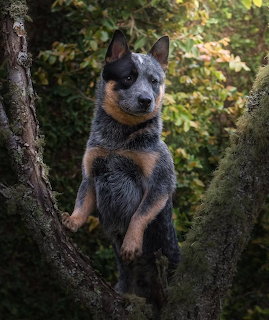 Australian Cattle Dog puppy standing upright between tree branches outdoors